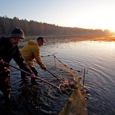 Bild vergrößern: Zwei Fischer bereiten das Netz fr den groen Fang im Teich vor.