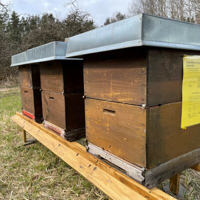 Bild vergrößern: Bienenksten im Frhjahr