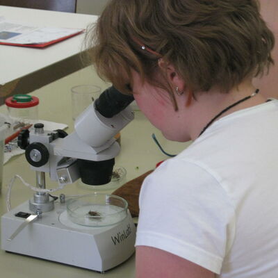 Bild vergrößern: Ein Jugendlicher in einem weien T-Shirt blickt durch ein Mikroskop in eine Petrischale.