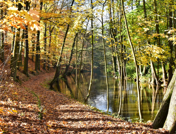 Bild vergrößern: Foto des Liebes- und Schokoladenwegerls im Herbst. Die Bume sind kahl und der Weg ist von braunen Blttern bedeckt. Neben dem Weg fliet ein Fluss.